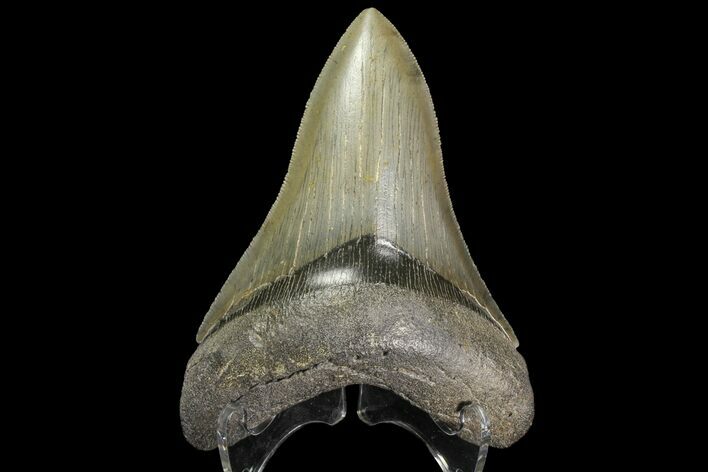 Serrated, Fossil Megalodon Tooth - Georgia #142357